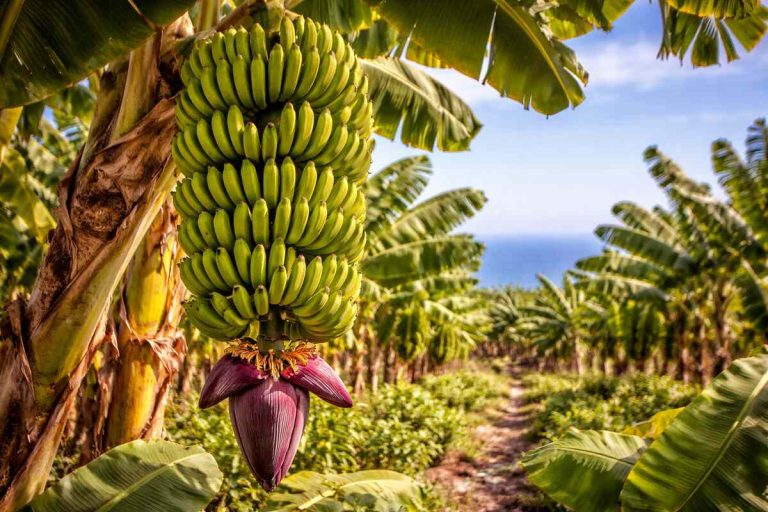 Verluste beim Verkauf von Kanarischen Bananen auf dem Festland