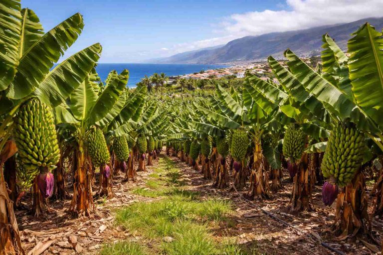24 ehemalige Pflegekinder finden Arbeit in Guía durch Urdimbre-Programm