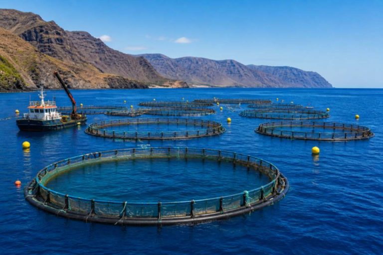 Drago Gran Canaria warnt vor Meeresverschmutzung durch Aquakultur